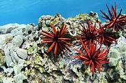 Pencil Sea Urchin
