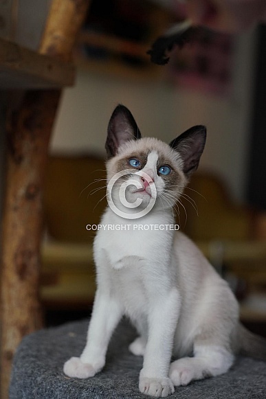 Snowshoe Siamese kitten