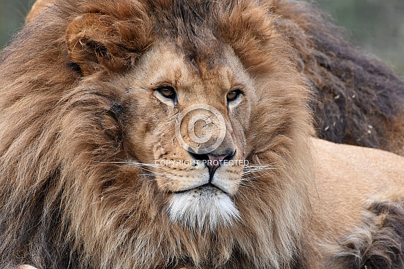 African Lion