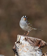 White-crowned Sparrow Striking a Pose