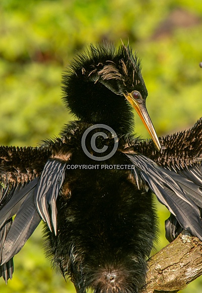 American Anhinga American Anhinga