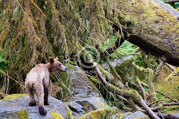 Grizzly bear cub walking on some rocks