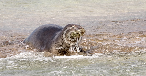 Hawaiian Monk Seal Hawaiian Monk Seal