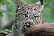 Canada lynx