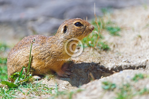 Ground Squirrel Ground Squirrel