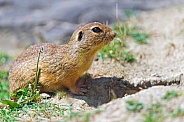 Ground Squirrel