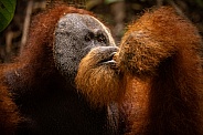 Sumatran orangutan in the jungle.