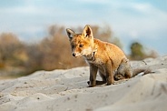 Red Fox cub in nature