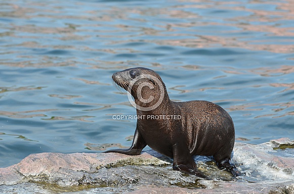California sea lion California sea lion
