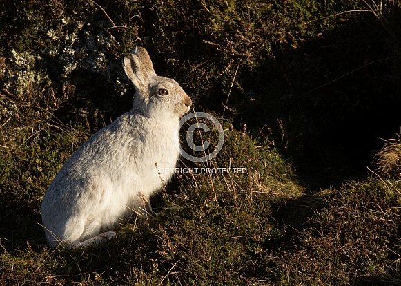 Mountain Hare