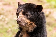 Andean Bear Close Up Face Shot