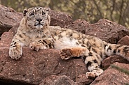 Snow Leopard Lying On Rocks Head Up