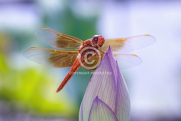 Dragonfly-Flame Skimmer
