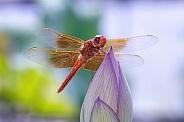 Dragonfly-Flame Skimmer