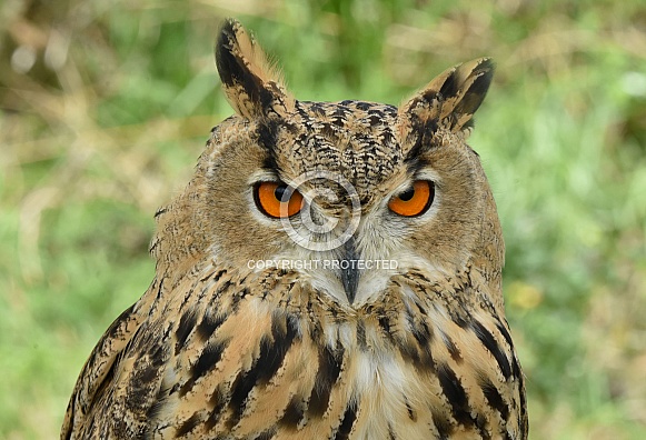 Siberian Eagle Owl