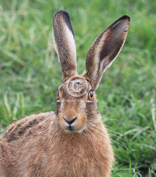 Brown Hare