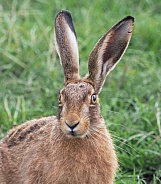 Brown Hare