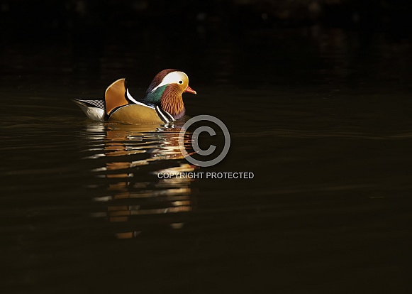 Mandarin Drake