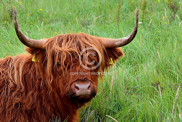 Highland Cow
