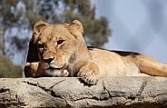 African Lion