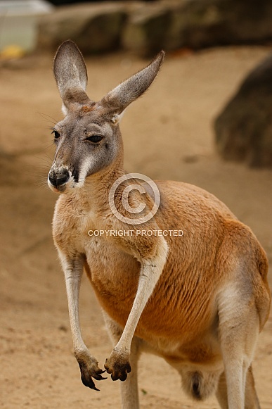 Red Kangaroo