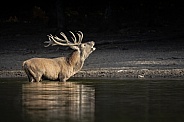 Red deer