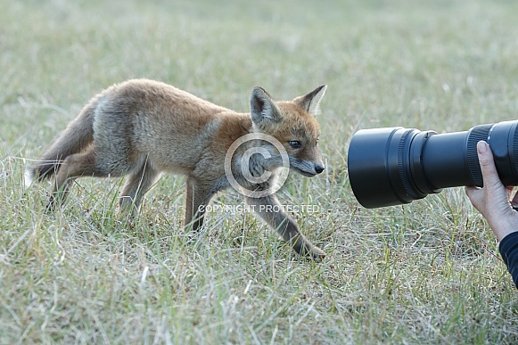 Red fox cubs