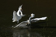 Snowy Egret defending fishing spot