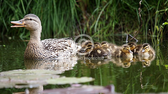 The mallard or wild duck (Anas platyrhynchos) The mallard or wild duck (Anas platyrhynchos)