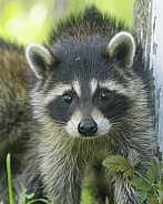 Raccoons