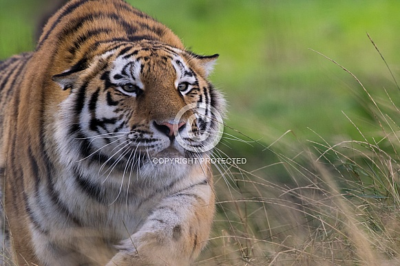 Amur Tiger