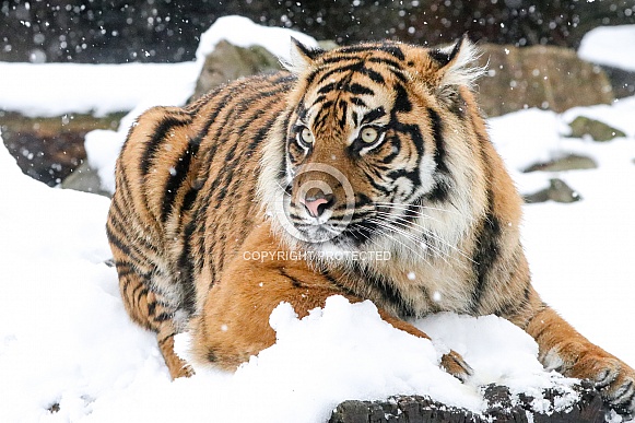 Sumatran tiger