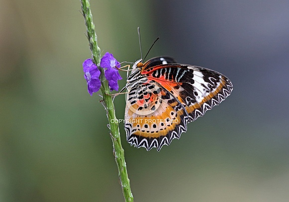 Red Lacewing