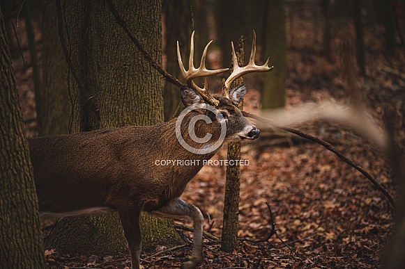 Whitetail Deer - Odocoileus Virginianus Whitetail Deer - Odocoileus Virginianus