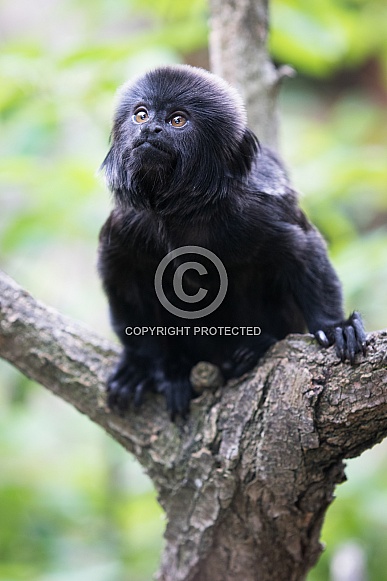 Goeldi's marmoset