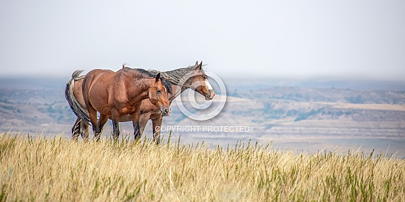 Wild Horse (Equus caballus)