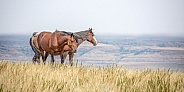 Wild Horse (Equus caballus)