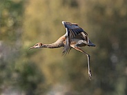 Lesser Sandhill Crane in Flight