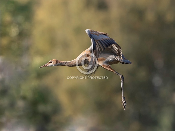 Lesser Sandhill Crane in Flight