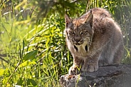 Canada Lynx Crouched On Rock