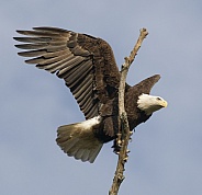 Bald Eagle