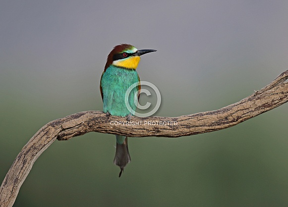 Bee eater