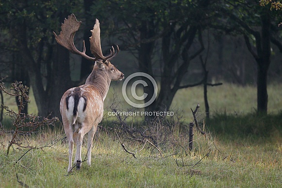 Fallow deer