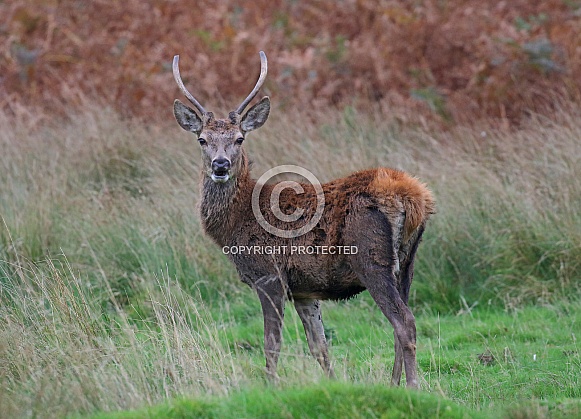 Red Deer Red Deer