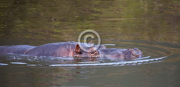 Hippopotamus Hippopotamus
