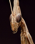 Gargoyle Mantis