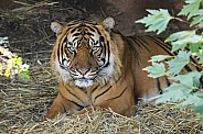 Sumatran Tiger