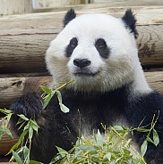 Giant Panda