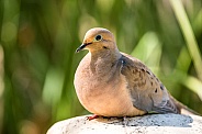 Desert dove