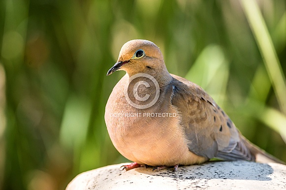 Desert dove Desert dove